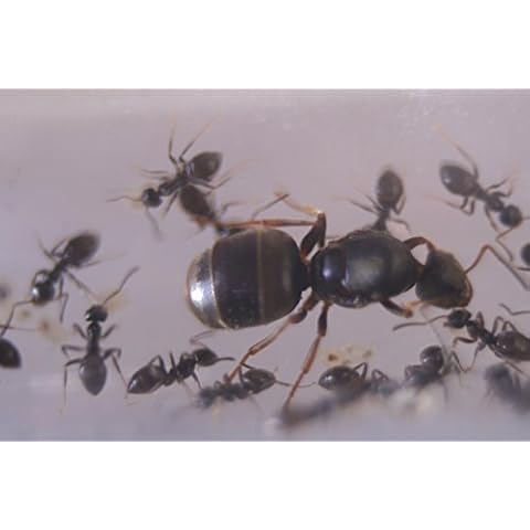 AntsRus thumbnail