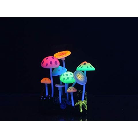 Aqua Lumo feature image