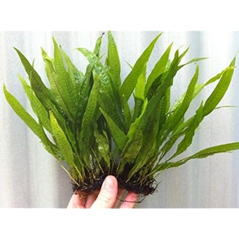 AquaLeaf Aquatics thumbnail