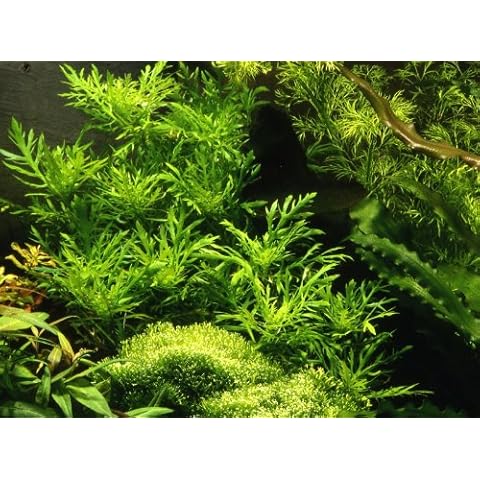 AquaPlants thumbnail