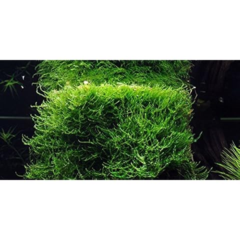 Aquarium Fan thumbnail