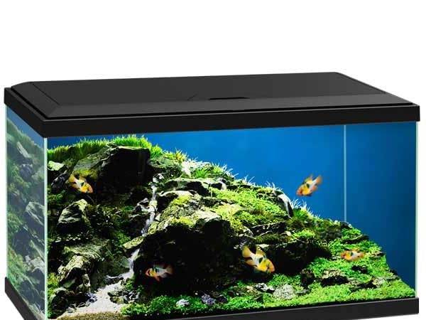 Aquariums Thumbnail