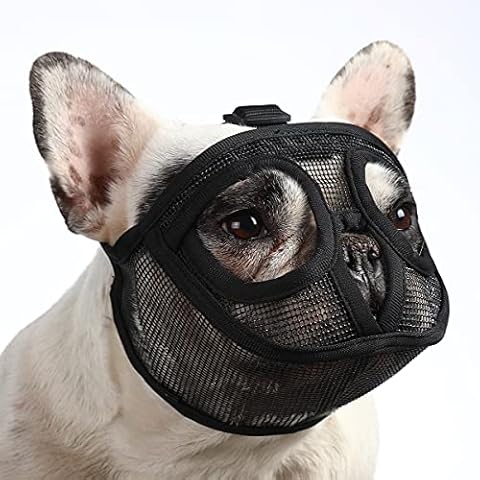 Barkless thumbnail