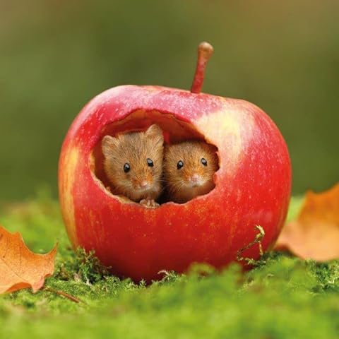 BBC Earth Springwatch thumbnail