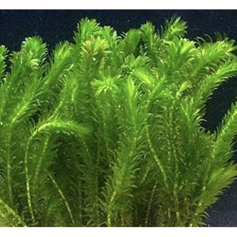 BiotopeAquatics thumbnail