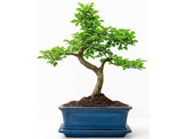 Bonsai Thumbnail