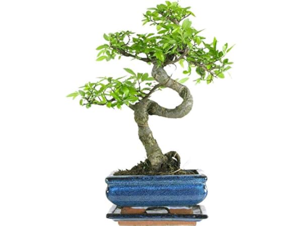 Bonsai Thumbnail
