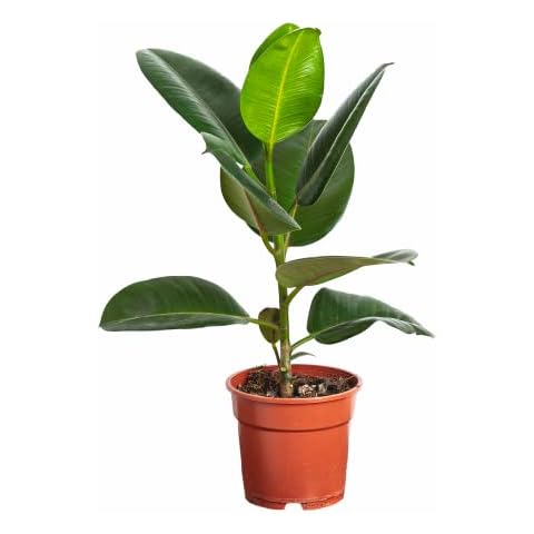 Botanicly feature image
