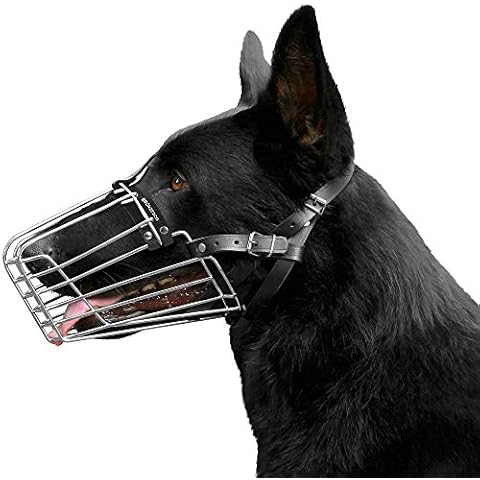 BRONZEDOG feature image