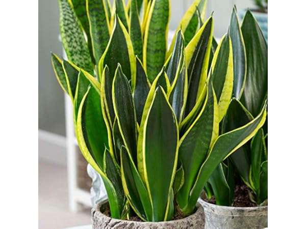 Cacti & Succulent Plants Thumbnail