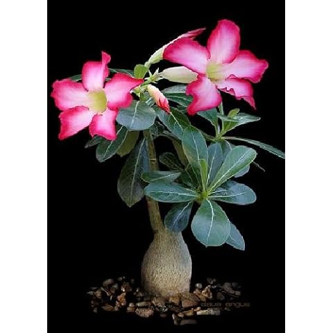 Cacti / Succulents thumbnail