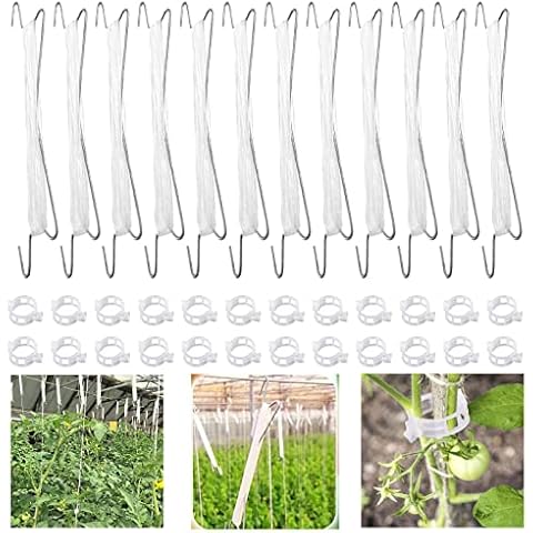 CAOMEI feature image