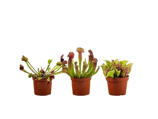 Carnivorous Plants Thumbnail