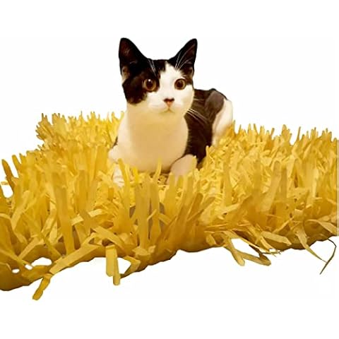 CATMAT feature image