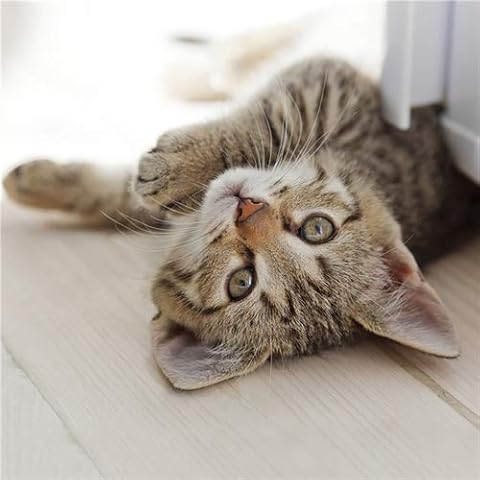 Cats Protection thumbnail