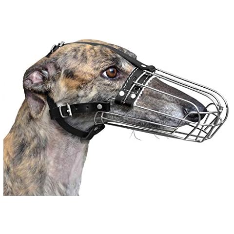 Champ. For L&J Pets UK thumbnail
