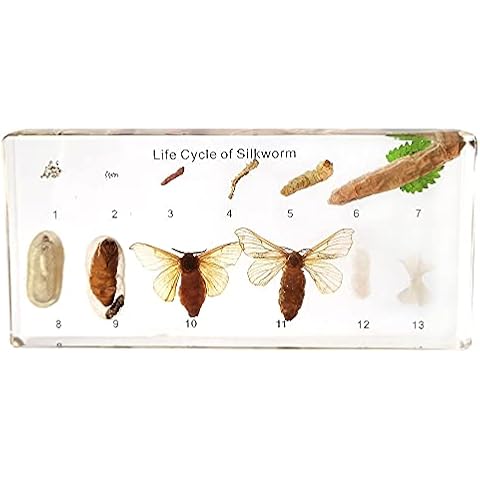 Chestnut-YX feature image