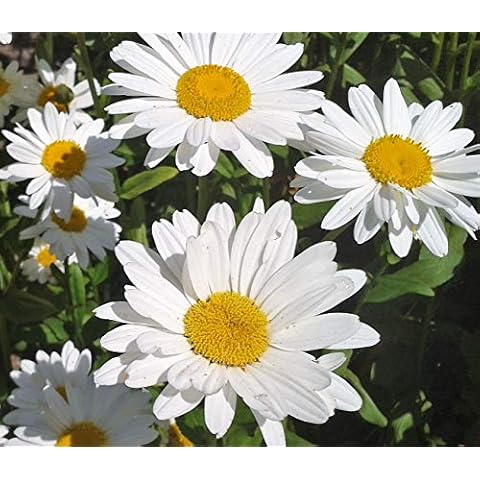 Cornwall Plants feature image