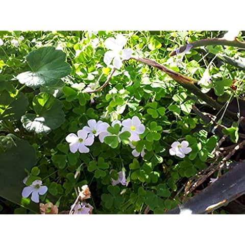 CORNWALLPLANTS feature image
