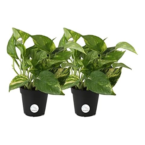 Costa Farms feature image