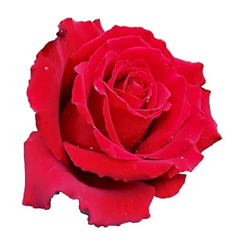 Country Garden Roses thumbnail