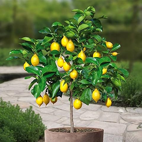 Cross Common Nursery feature image