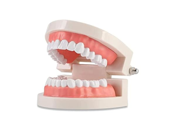 Dental Models & Educational Materials Thumbnail