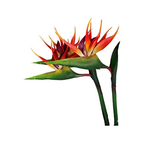 DODXIAOBEUL feature image