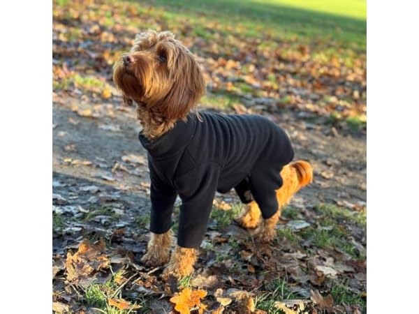 Dog Coats Thumbnail