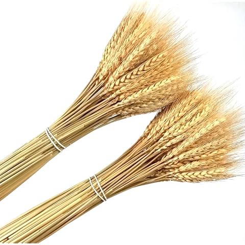 DongArts feature image