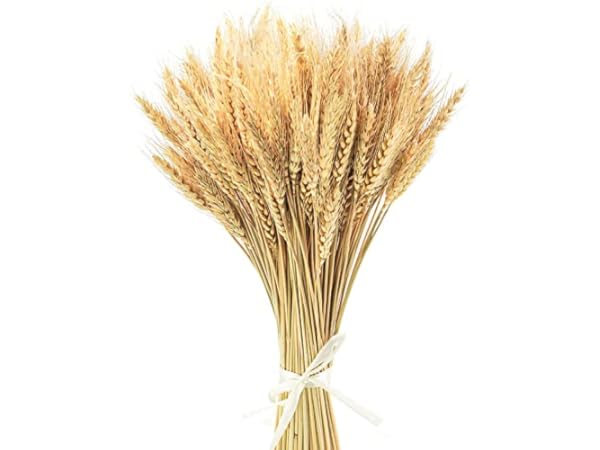 Dried Plants Thumbnail