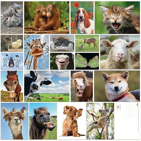 EDITION COLIBRI Postcards