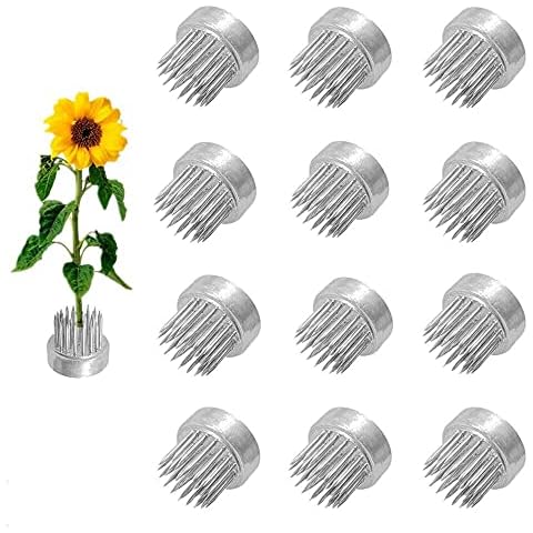 Eggone feature image