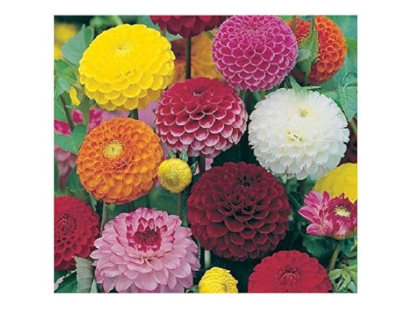 Flower Seeds Thumbnail