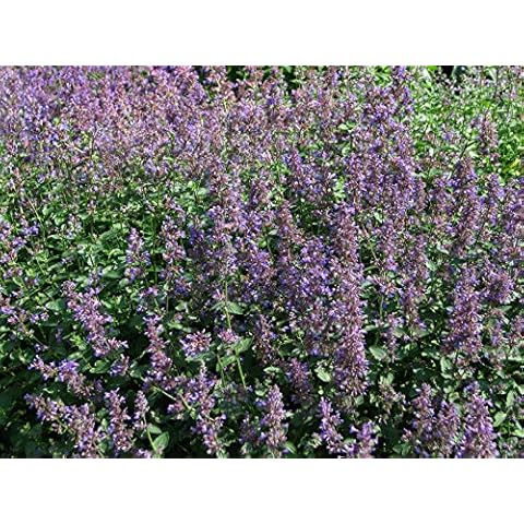 FlowerSeedsUK thumbnail