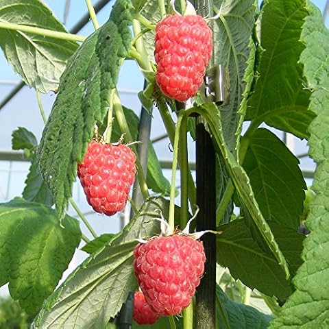 Fruits Of Perthshire thumbnail