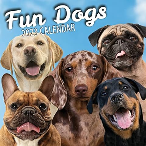 Fun Pugs thumbnail