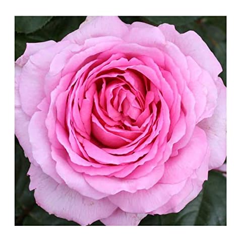 Garden Expert feature image