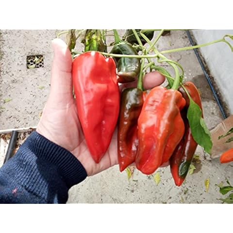 GHINO DI TACCO feature image