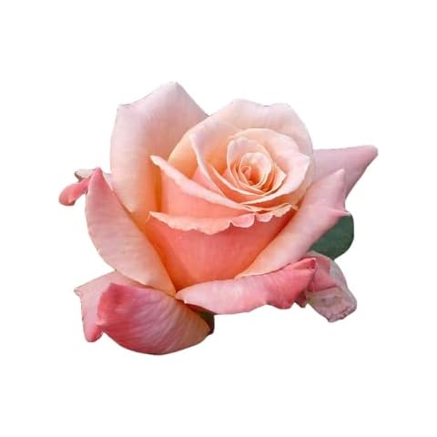 Giftaplant thumbnail