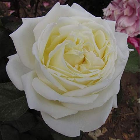 Gorgeous Garden Roses thumbnail