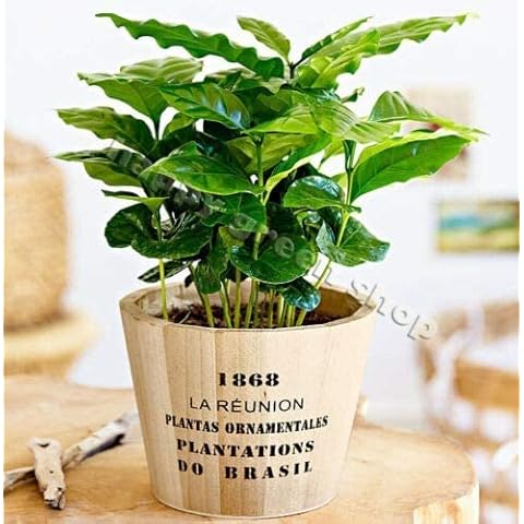 Happy Green Shop feature image