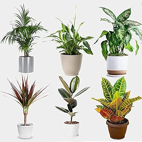 Happy Planting UK thumbnail