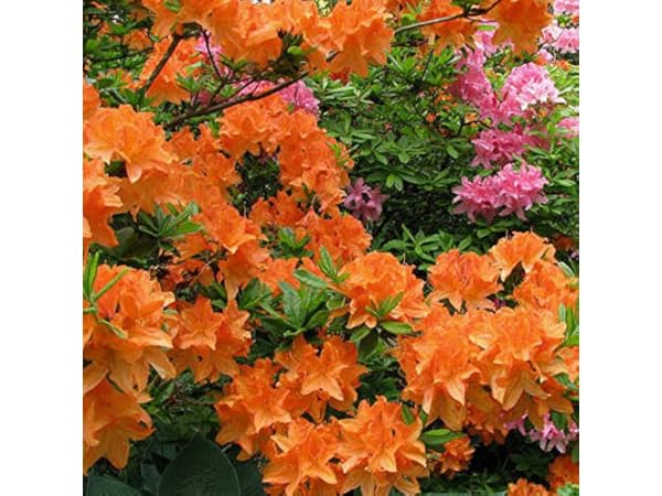 Hedges & Shrubs Thumbnail