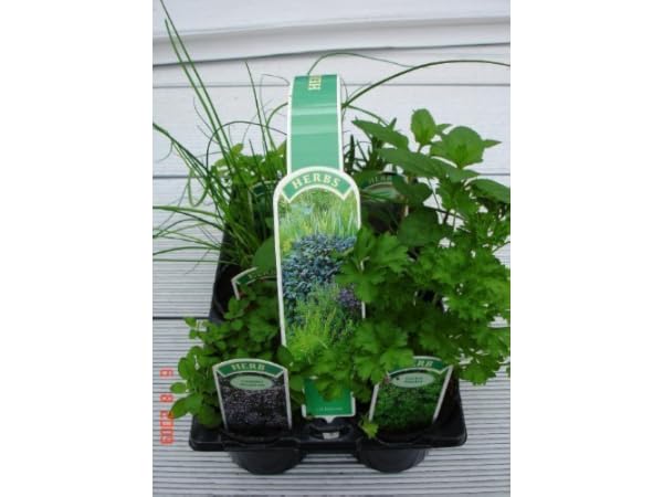 Herb Plants Thumbnail