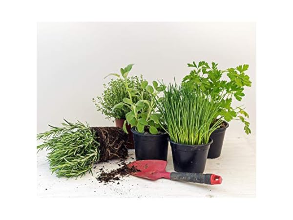 Herb Plants Thumbnail