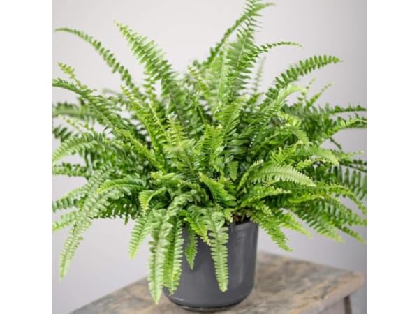 Indoor Fern Plants Thumbnail