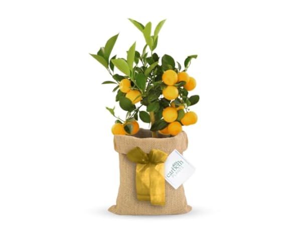 Indoor Trees Thumbnail