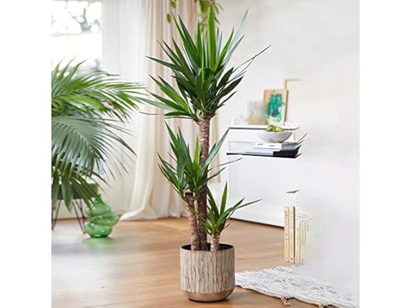 Indoor Trees Thumbnail