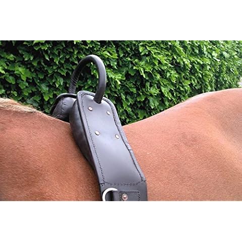 IV Horse feature image